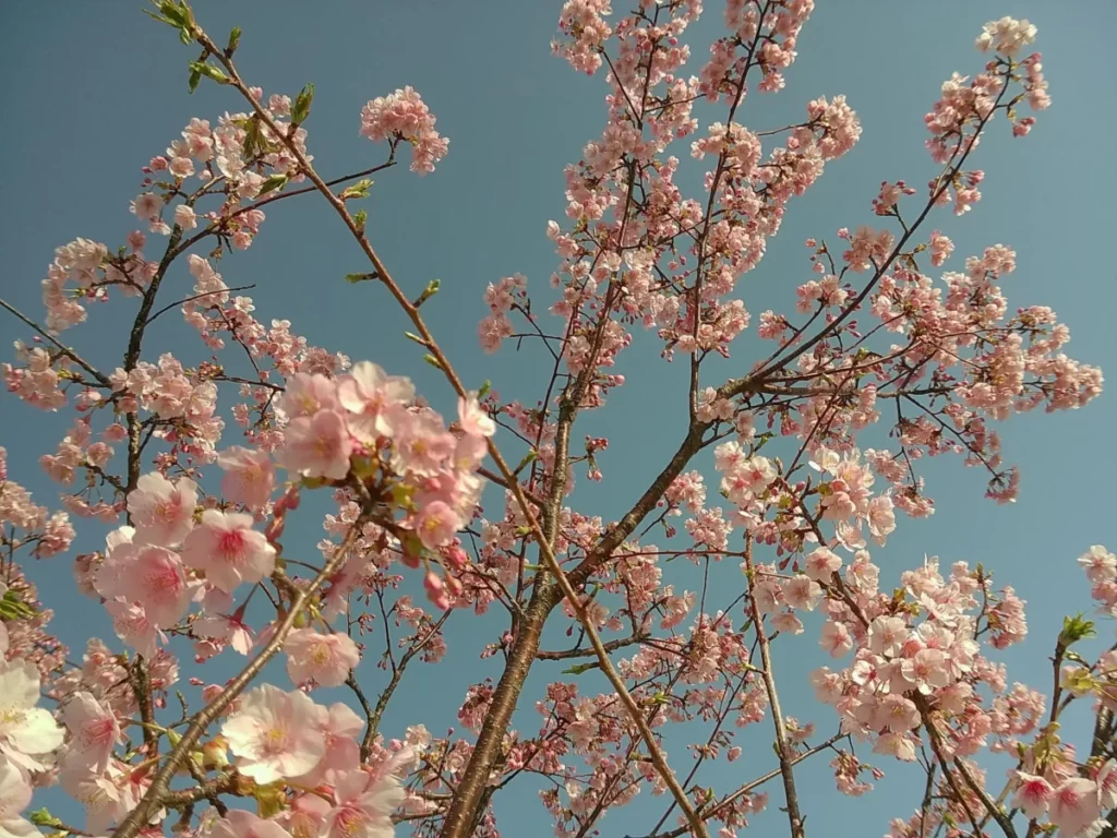 桜の写真