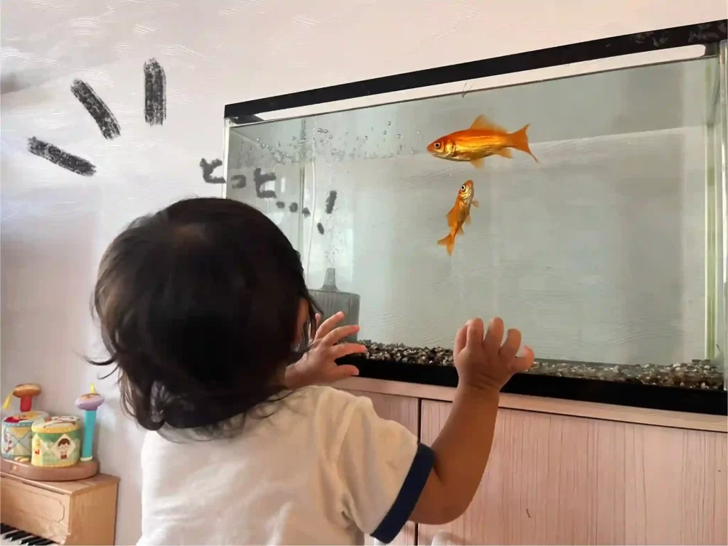 1歳の子が金魚を見る様子