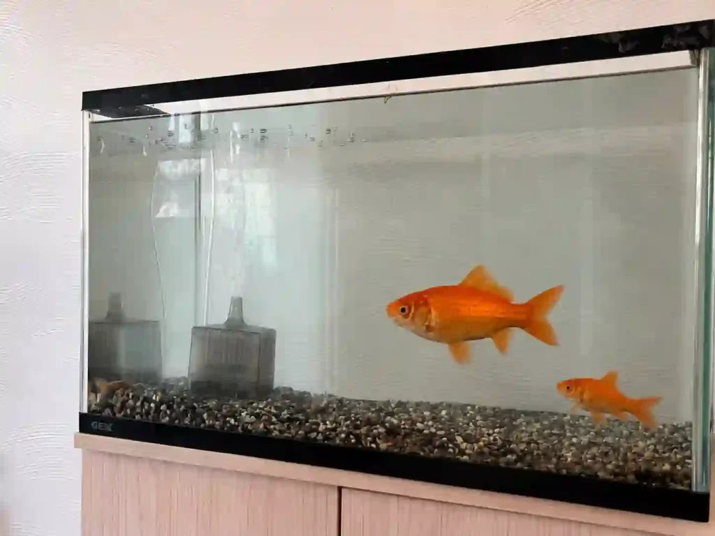 60㎝水槽で泳ぐ金魚の写真