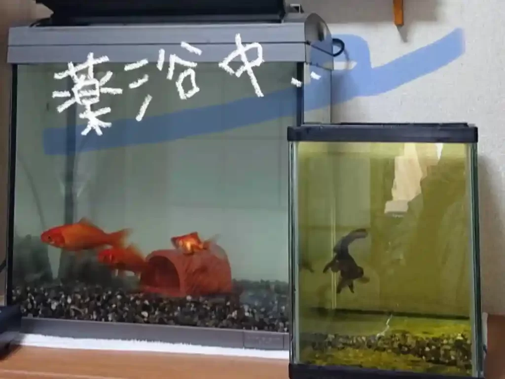 薬浴している金魚