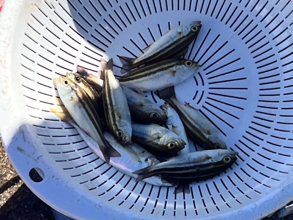 釣った魚の写真